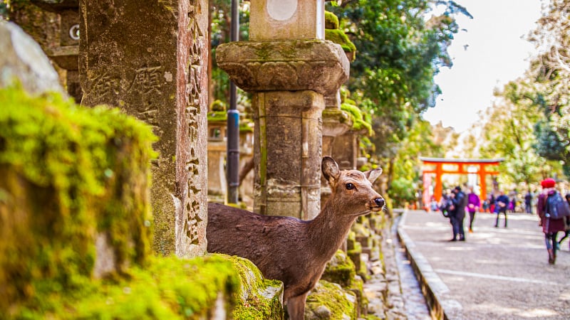 fawn in Japan