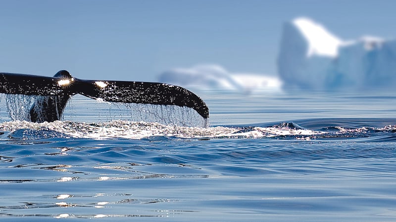the tail fluke of a humpback whale breaking the water's surface as it initiates a deep dive.
