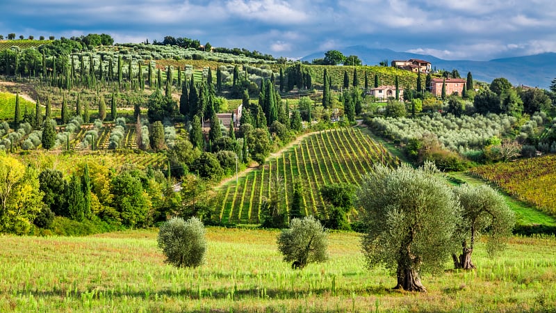 Cypress-lined road through Tuscan vineyards and golden hills AdobeStock 72643023