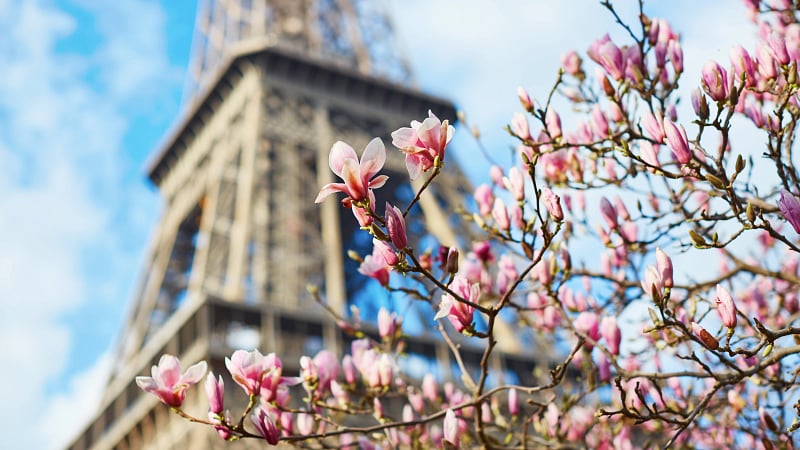 the Eiffel Tower in Paris, France, beautifully framed by blooming pink magnolia trees.