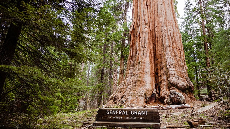 sequoia kings canyon grant tree