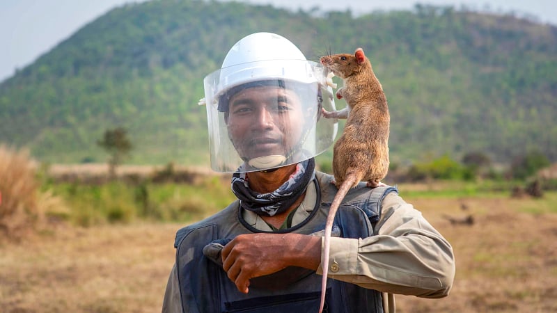 HeroRATs and its human handler