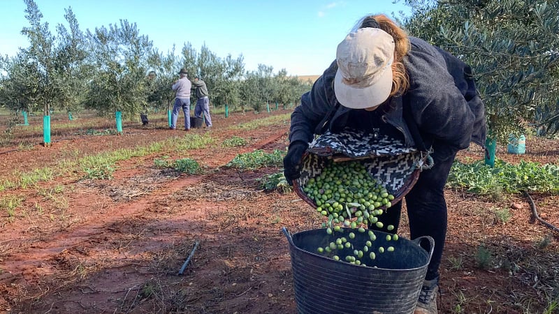 Harvesting olives on the Basilippo estate, Spain