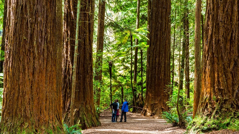 Sequoia & Kings Canyon National Parks