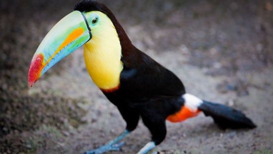 toucan-costa-rica