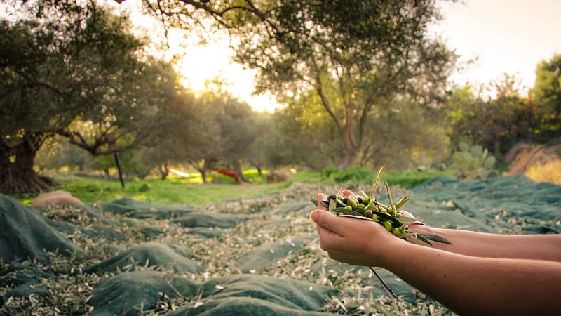 Olive Farm 128456419 AdobeStockRF