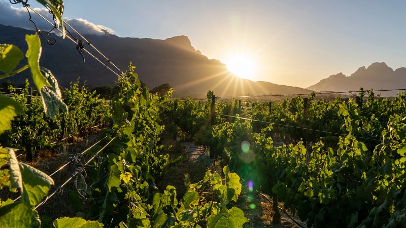 A scenic view of lush vineyards stretching across the Franschhoek Valley in South Africa