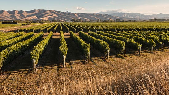 newZealand vineyards